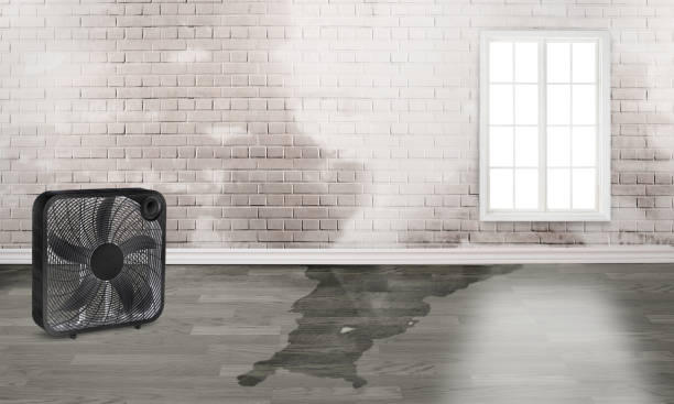 Best Sewage cleanup and water damage restoration  in Lliams Bay, WI